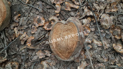 Coconut Exporters in India