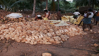 Coconut Exporters in India