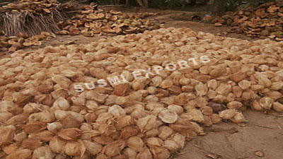 Coconut Exporters in Tamilnadu