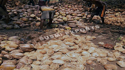 Coconut Exporters in India