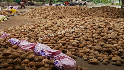 Coconut Exporters in Pollachi